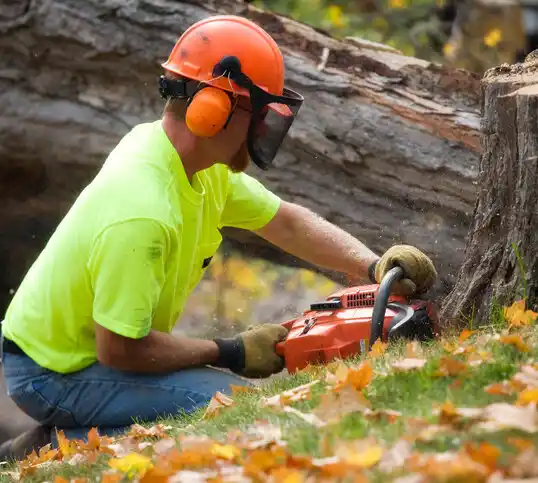 tree services Centralia